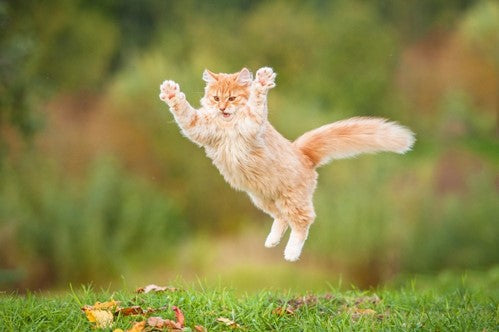 De gekke 5 minuten van katten