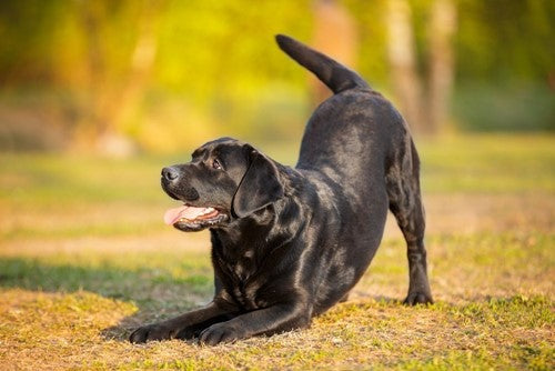 De lichaamstaal van je hond herkennen