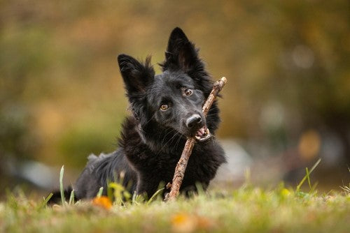Giftige planten voor honden; opletten geblazen!