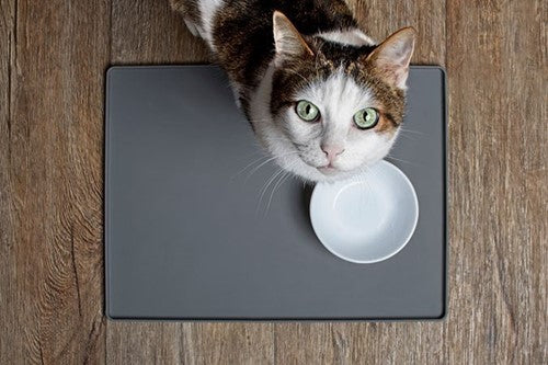 Wat is beter voor een kat, natvoer of droogvoer?