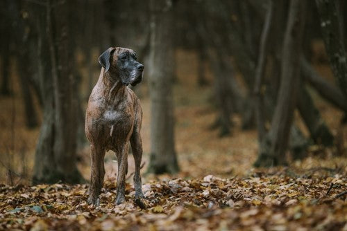 Een maagtorsie bij je hond