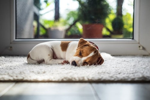 Een puppy in huis; waar moet je rekening mee houden?