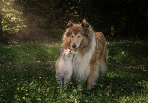 Een voedselallergie of -intolerantie bij een hond of kat: wat is het verschil?