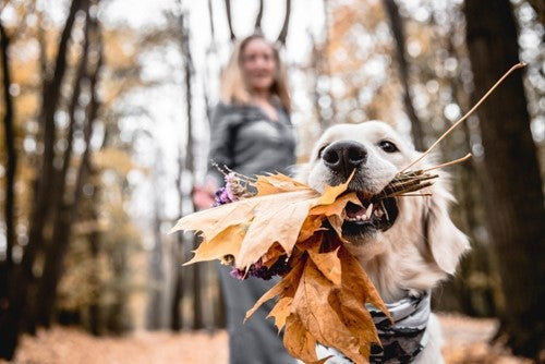 Gezondheidsrisico’s voor honden in de herfstperiode