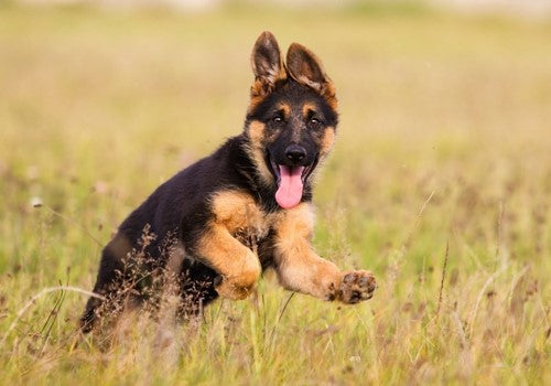 Groeipijn bij honden
