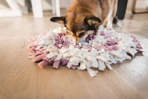 Hoe belangrijk is hersenwerk voor jouw hond?