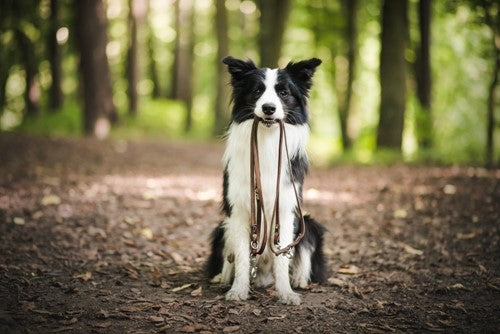 Hoe maak je een hondenwandeling leuker en uitdagender?