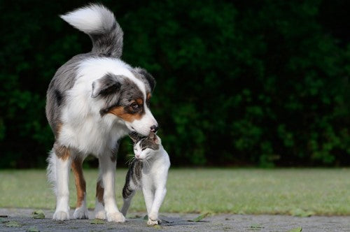 Hoe zorg je voor een goede kennismaking tussen jouw hond en kat?