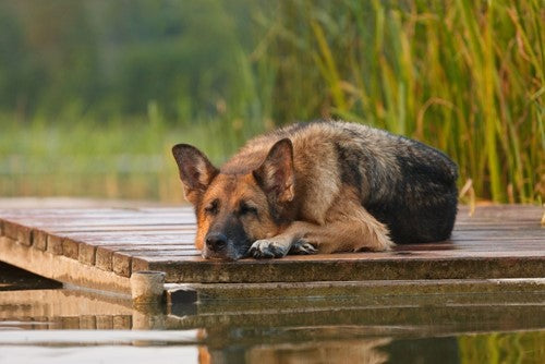 Hoeveel slaap heeft een hond nodig?