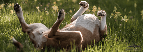 Help! Mijn hond heeft een allergie