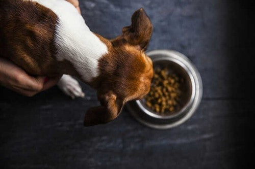 Help, mijn hond eet niet