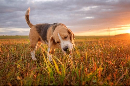 Hond met diarree: oorzaken & gouden tips