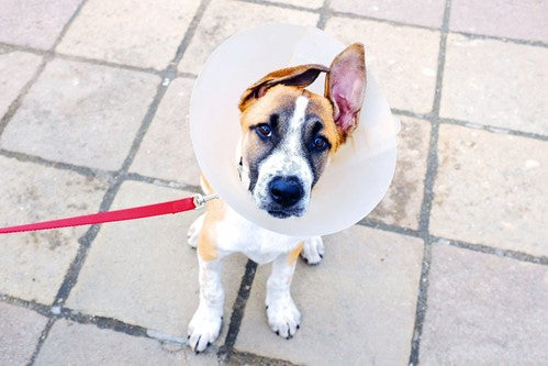 Hotspots bij honden