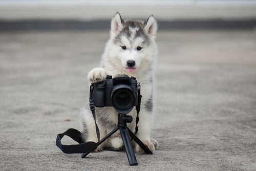 Huisdierfotografie; hoe maak je het perfecte plaatje van jouw viervoeter?