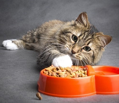 Help, mijn kat wil niet eten! Lees onze 7 tips.