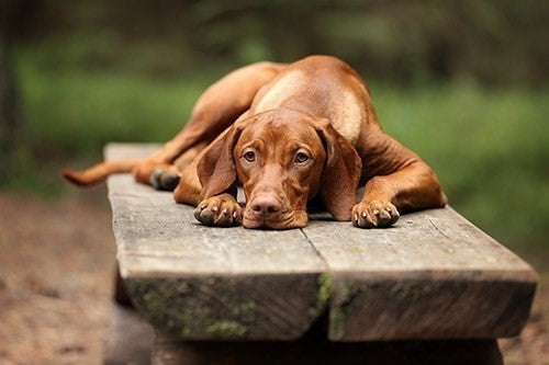 Is jouw hond een moeilijke eter? 8 tips die helpen