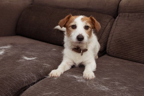 Overmatig verharen bij honden: 6 oorzaken en tips