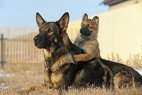 Overstappen van puppy naar volwassen hondenvoer; wanneer en hoe?