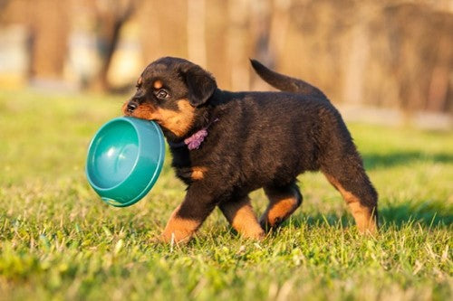 Puppy- of Junior Large Breed voeding