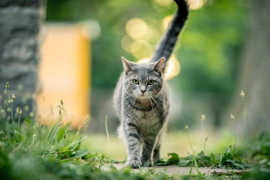 10 tips om je kat veilig voor het eerst naar buiten te laten gaan