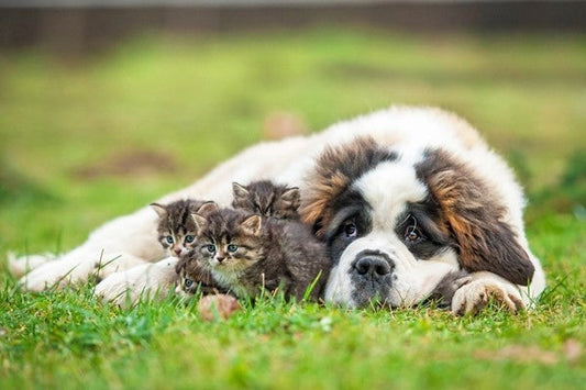 Help, mijn hond of kat heeft Giardia!
