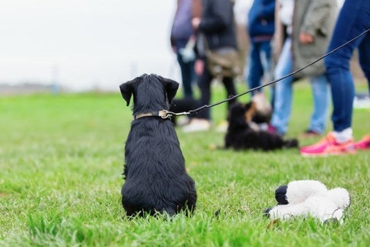 Het belang van puppycursus