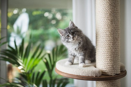 5 tips om een kat meer te laten bewegen