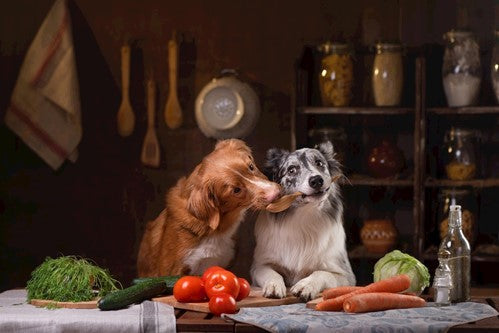Wil jij jouw hond goed hondenvoer geven? Bekijk onze 5 tips