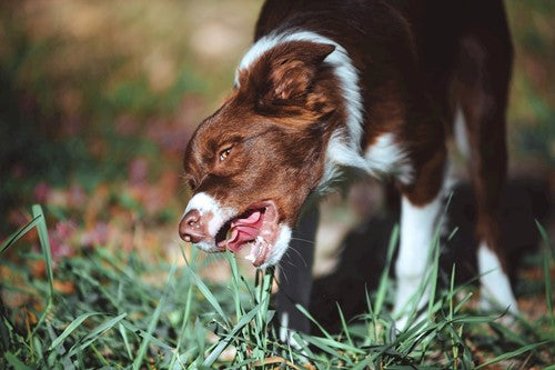 Waarom eet mijn hond gras?