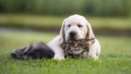 Waarom goedkoop duurkoop is als het gaat om honden- en kattenvoeding