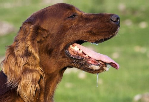 Waarom kwijlt mijn hond?