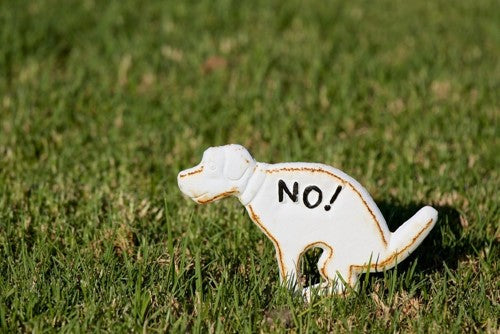 Waarom laat mijn hond zo vaak scheten?