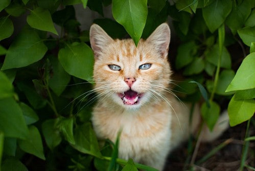 Waarom miauwt mijn kat zoveel? 7 Oorzaken en oplossingen