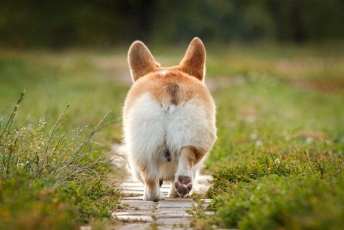 Waarom schuurt een hond zijn kont over de grond?