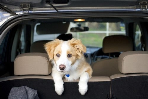 Wagenziekte bij honden