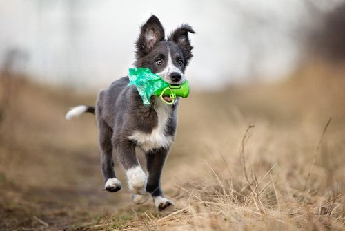 Wat mag je een hond met diarree te eten geven?