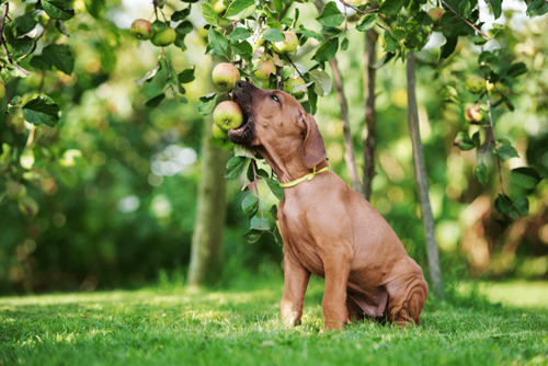 Wat mag een hond wel en niet eten