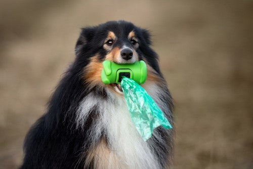 Wat zegt een hondendrol over de gezondheid van een hond?