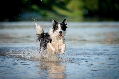 Een stinkende hond: 6 oorzaken en oplossingen