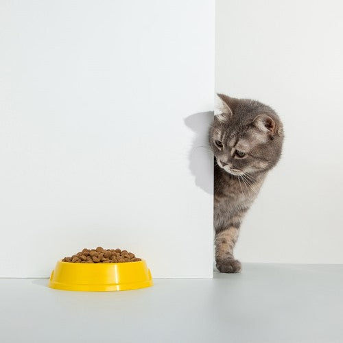 Glutenvrij kattenvoer