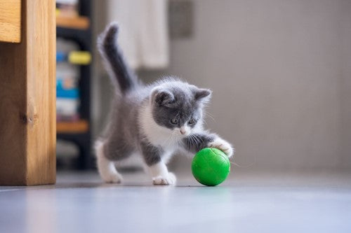 Accessoires voor kittens