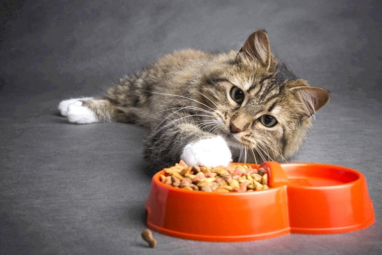 Kattenvoer voor volwassen kat