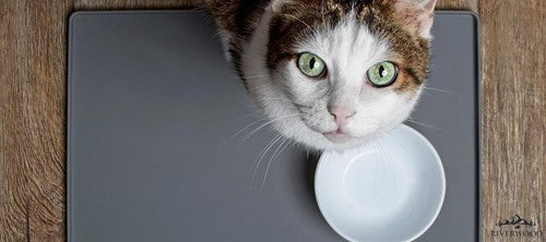 Graanvrij kattenvoer