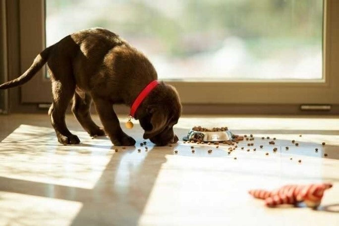 Hypoallergeen natvoer hond