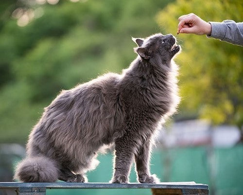 Vis snacks voor katten