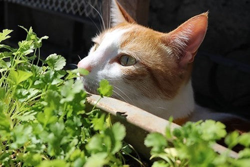 Katten supplementen