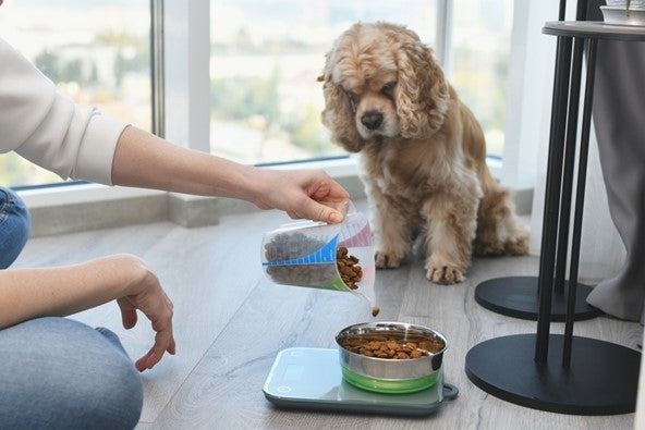 Gezonde hondensnacks