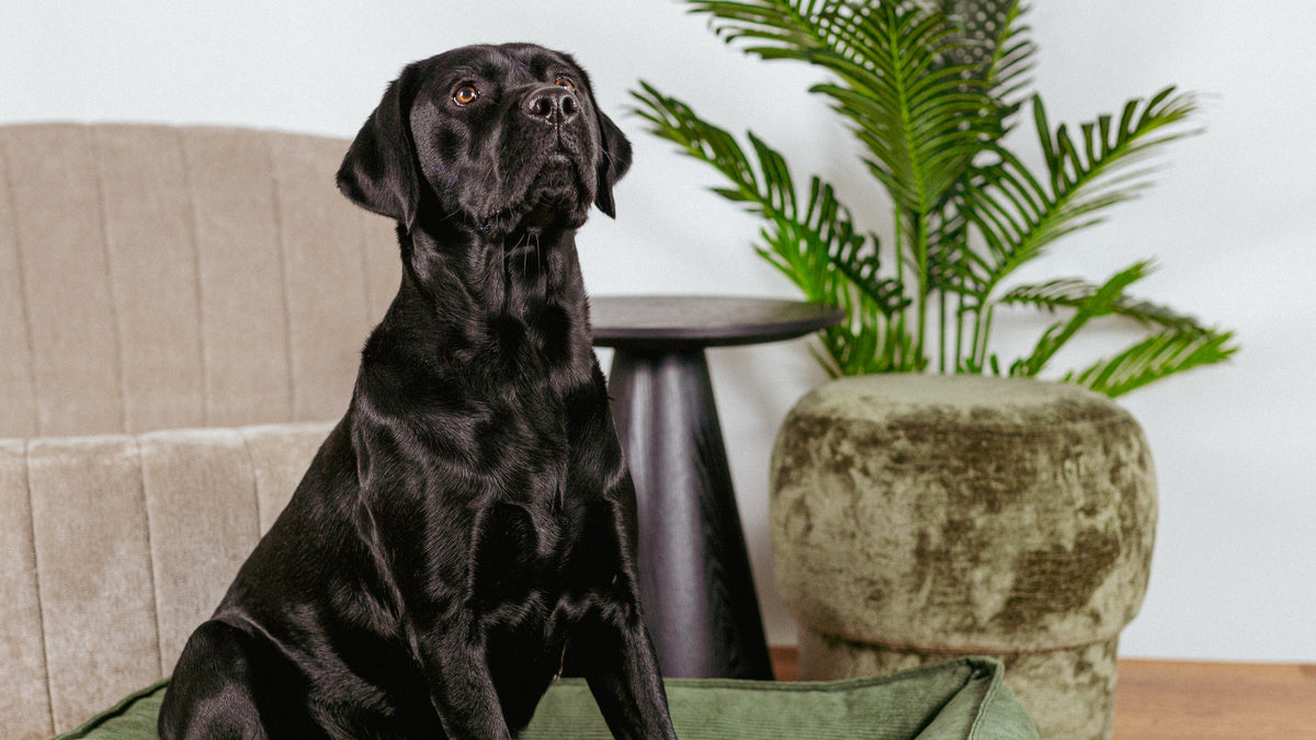 Labrador Retriever