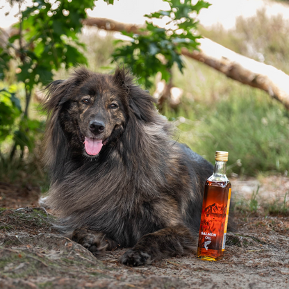 Complément pour chiens et chats | topping | huile de saumon norvégien | 500 ml