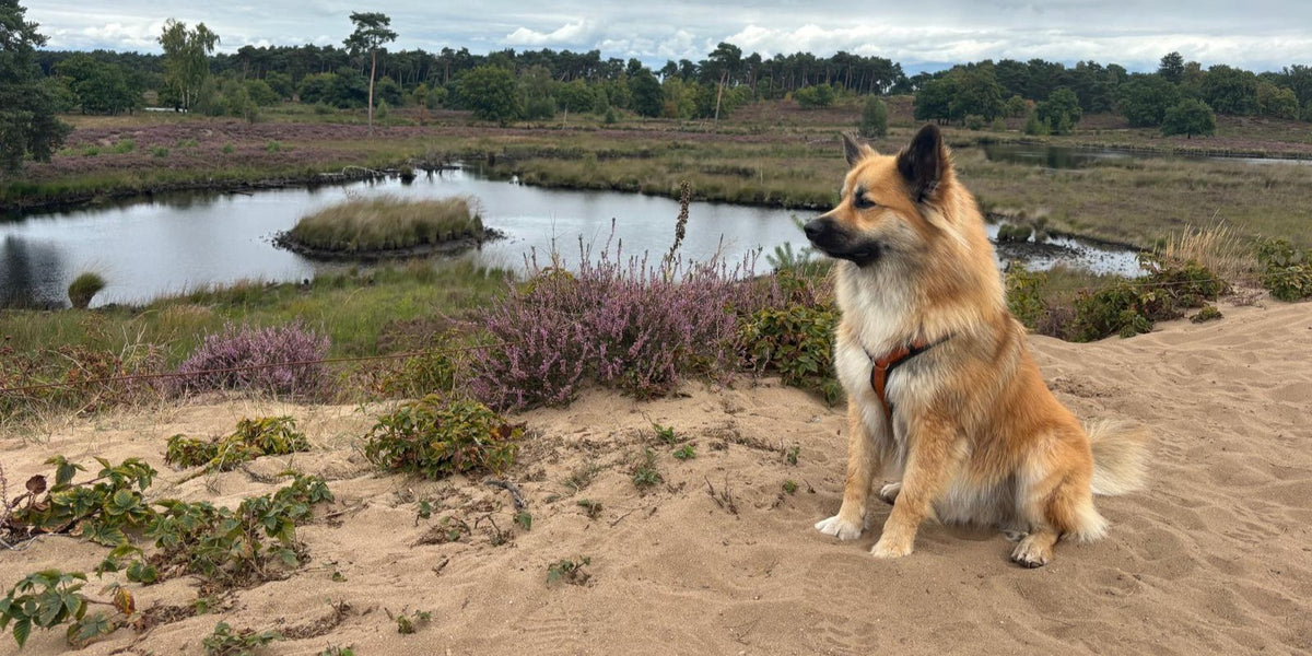 IJslandse Hond